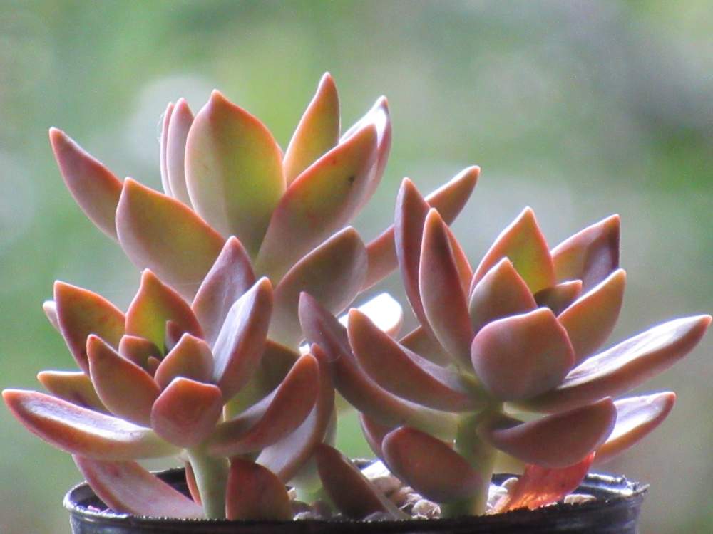 の画像 by サワーポメロさん | 多肉植物とカリフォルニアサンセット❤︎と素敵な庭に✨と皆様に感謝と花のある暮らし