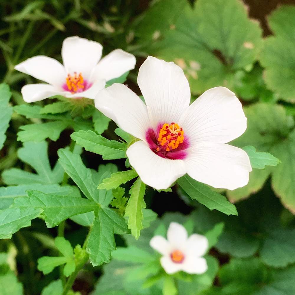 小さな庭の画像 by PT_yamahiroさん | 小さな庭とギンセンカとスマホ撮影と我が家の花達と花壇とアップ写真とフラワーとマイガーデンとGS映えと植中毒と我が家の花壇とお花畑 と我が家の庭と花好きとガーデニングと花のある暮らしとお花と白色の花とお花好き