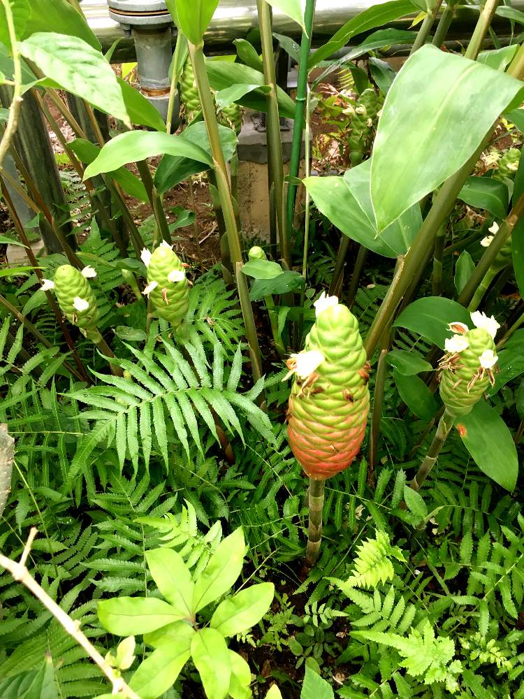 の画像 by ブルーさん | 多肉植物とサボテン科と観葉植物と庭の花と植物園