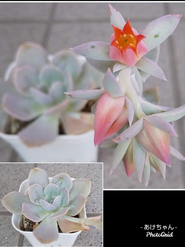 小さな庭の画像 by あけちゃんさん | 小さな庭とルンヨニーと多肉植物と多肉の花とカッコいいとさいた✨と埼玉ンズ倶楽部とありがとう❤️とかわいい♡と植中毒と今日の一枚と多肉ラボ©とエケベリア属とタニラーと埼玉タニラーと花のある暮らしとたにおたくらぶとがんばれ!