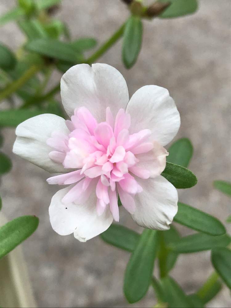 玄関の画像 by つきさん | 玄関とポーチュラカとポーチュラカ ローズダブルとピンクの花とかわいい♡♡
