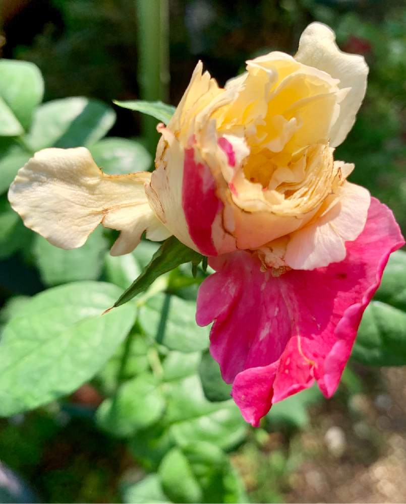 バルコニー/ベランダの画像 by トニーニョさん | バルコニー/ベランダとバラ 風月とばら バラ 薔薇と薔薇愛同盟と薔薇に魅せられてと花のある暮らしと薔薇♪とばら 薔薇 バラとバラ・ミニバラとロザリアンとバルコニスト