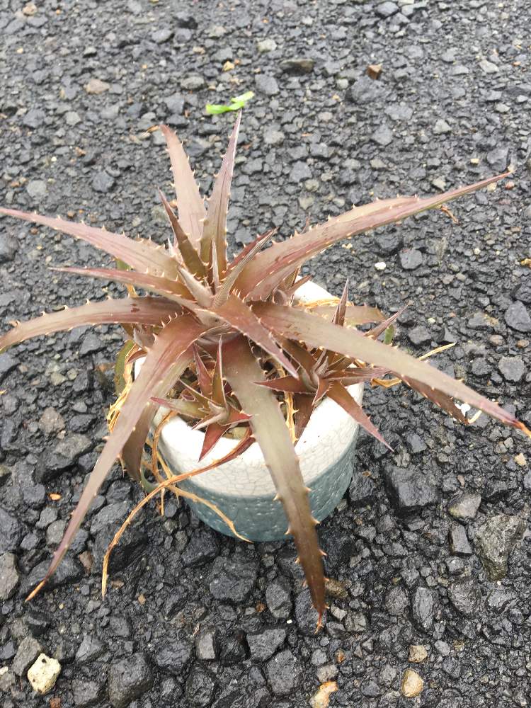 小さな庭の画像 by jokerさん | 小さな庭とデッキアと緑のある暮らしとデッキア属と相談と珍奇植物とビザールプランツ