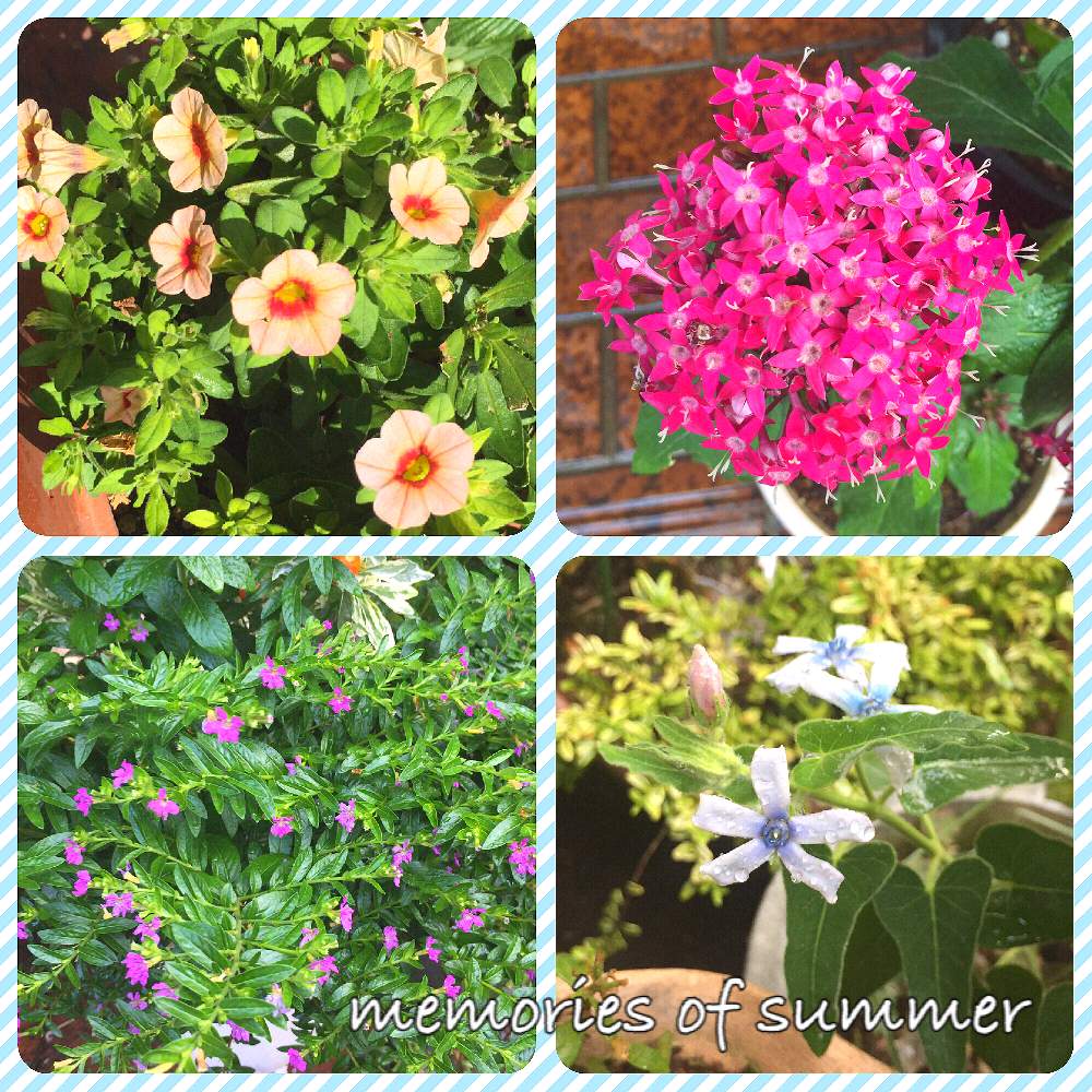 の画像 by ★pepe★さん | 夏の思い出と初心者ですと自己満足とお気に入り♡と癒しと実家の庭と可愛いと花のある暮らしと夏休みとやっぱり花が好き♡とiPhone撮影