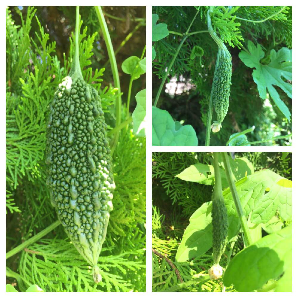 広い庭の画像 by カフェモカさん | 広い庭とゴーヤとみどりのある暮らしと庭の植物とささやかな幸せと待ち遠しいと多肉女子と花のある暮らしと家庭菜園奮闘日記