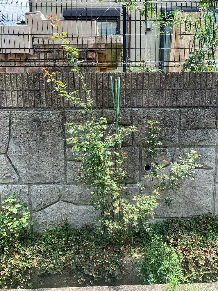小さな庭の画像 by How to grow Organic Roseさん | 小さな庭と害虫駆除と害虫と害虫被害とケルナフローラ