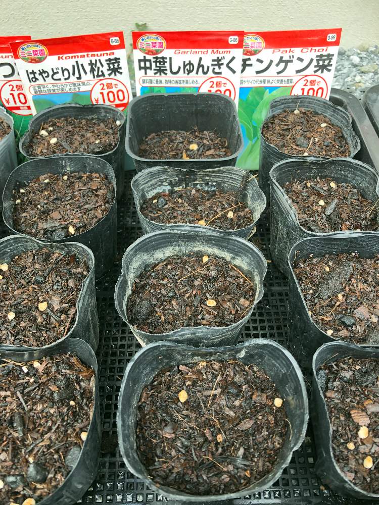 小さな庭の画像 by maii0316さん | 小さな庭と春菊と中葉しゅんぎくと令和最初の植物と梅雨明け楽しみと多肉女子とGreenSnapmarcheと花のある暮らしと家庭菜園奮闘日記とボタニカルスポット2019夏とGREEN UP!とプラスチックスマート