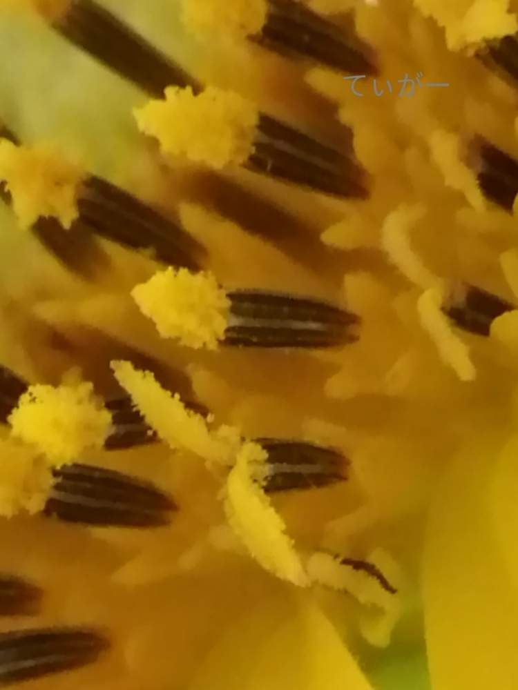 キッチンの画像 by ティガーさん | キッチンとヒマワリと向日葵と変わった形が好きと接写が好きと植物好きと花のある暮らしと蕊が面白いの