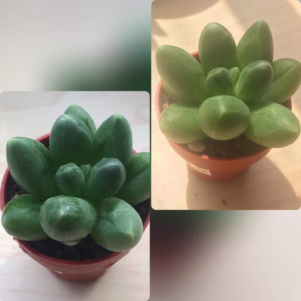 バルコニー/ベランダの画像 by angeloさん | バルコニー/ベランダと水あげたと多肉植物とangelo succulentとハオルチア夏と多肉水好きとお水あげちゃったとHaworthia:ハオルチア/ハオルシアとしわしわ多肉とパキフィッツム属とハオルシア属 とインスタグラム angeloと多肉植物水あげとGreenSnapmarcheとぷっくりとHaworthia とangeloとsucculentとパキフィツム・コンパクツム