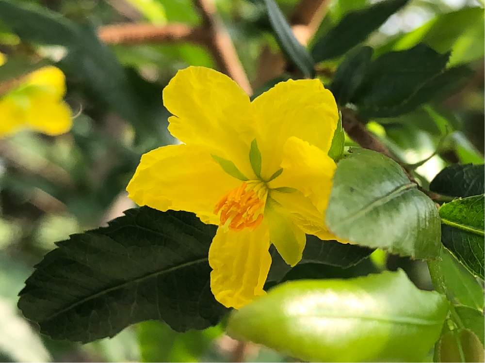 お出かけ先の画像 by まるちゃんさん | お出かけ先とミッキーマウスの木と温室の花と温室の植物と相模原公園の花達
