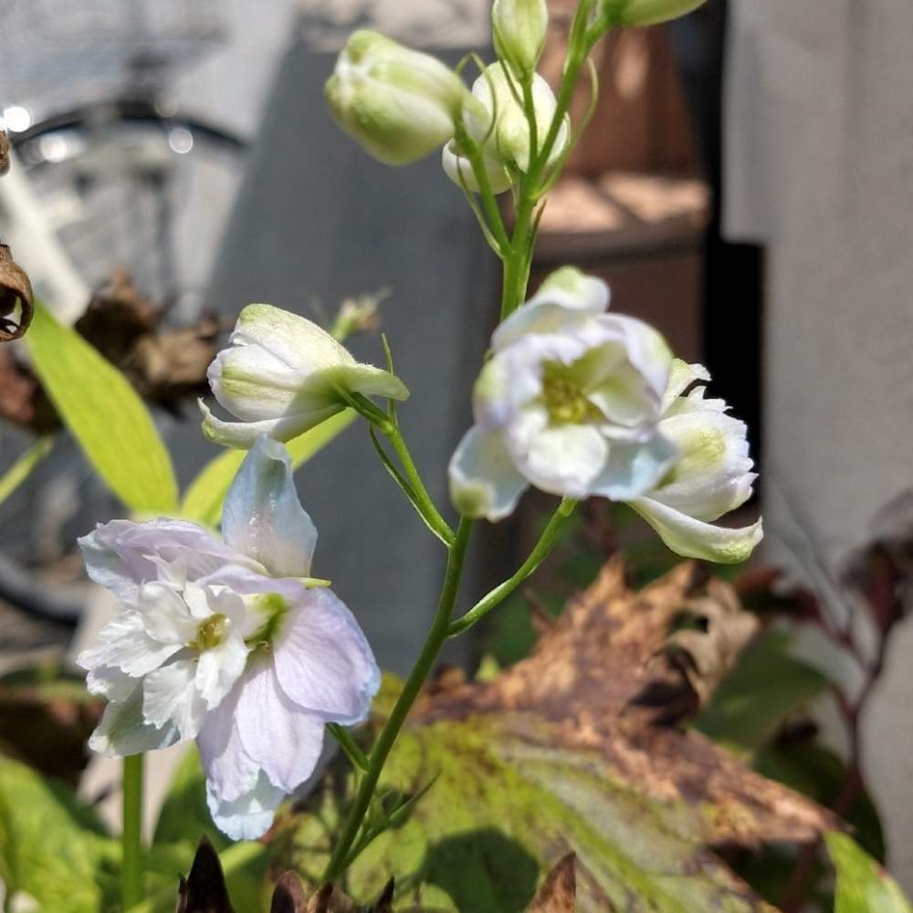 小さな庭の画像 by kanalyaさん | 小さな庭とデルフィニウムとno flower no lifeと千葉県と返り咲きとGS映えとno green no lifeと柏市と花中毒と植中毒と デルフィニウムとbotanical lifeと花のある暮らしとお花好きの人と繋がりたいと花が好きとやっぱり花が好き♡と千葉県人会