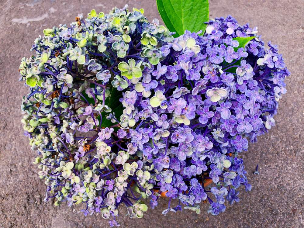 の画像 by ナチュラルさん | アジサイ 紫陽花と花のある暮らしと北海道と紫陽花が好き♡