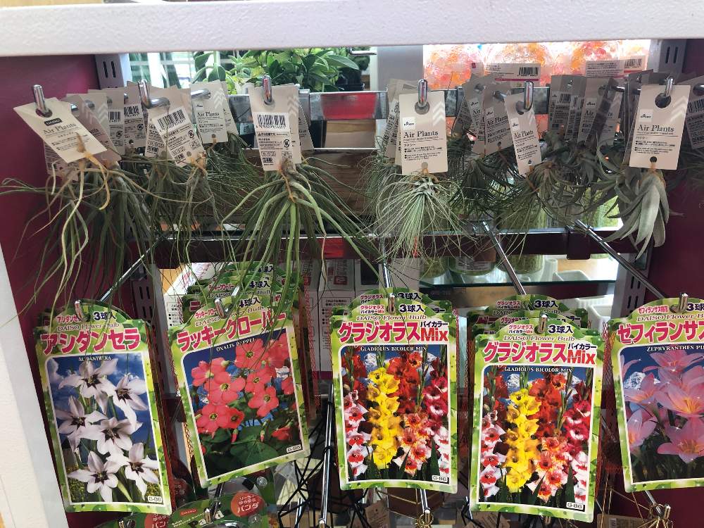 お出かけ先の画像 by bukkieさん | お出かけ先とボタニカルライフと植物男子と緑のある暮らしと花のある暮らしとエアプランツ
