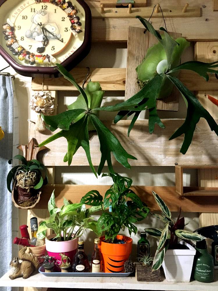 部屋の画像 by jokerさん | 部屋とポトス・エンジョイとビカクシダ アルシコルネと着生植物とジャンク雑貨と コウモリラン と着生ランと深呼吸したくなる部屋フォトコンと緑のある暮らしとラブリコと着生シダとシダはいいぞと珍奇植物とビカクシダ属とビザールプランツ