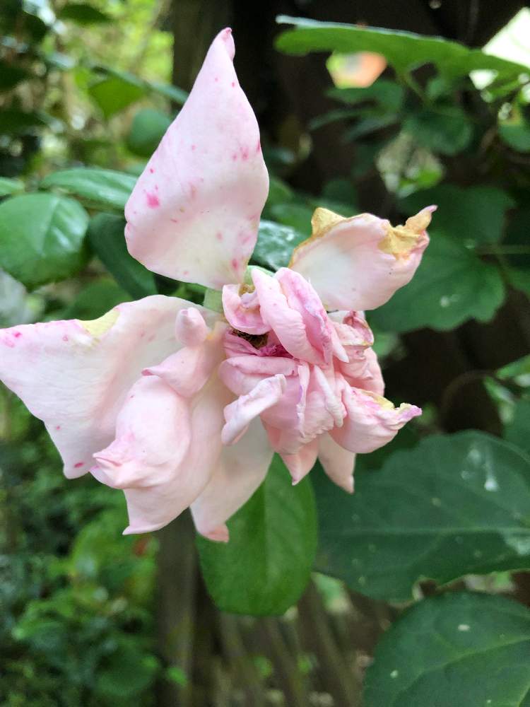 お出かけ先の画像 by kk. zeraさん | お出かけ先と花のある暮らしと夕方の一枚と薔薇の花びら