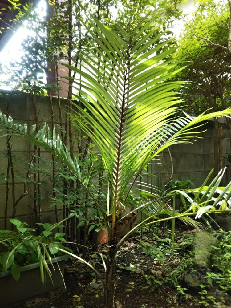 小さな庭の画像 by Dioptaseさん | 小さな庭とLytocaryum insigneと ヤシの木と観葉植物と希少とヤシと耐寒ヤシと地植え