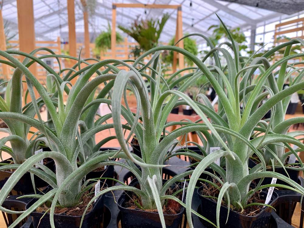 インテリアの画像 by Flower Villageさん | インテリアと着生植物と観葉植物とボタニカルライフとグリーンインテリアとエアプランツ ティランジアとインテリアと植物と鷺沼とベランダガーデンと植中毒とナチュラルとフラワービレッジとエアプランツストレプトフィラと観葉植物のある暮らしと花のある暮らしとチランジアインターメディアとflowervillageと熱帯植物と葉っぱアートとインテリアグリーンとエアープランツ/チランジア