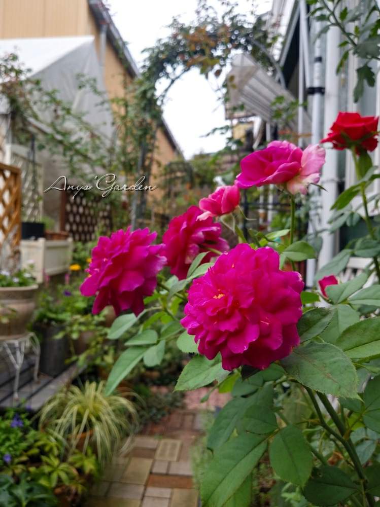 小さな庭の画像 by ANYさん | 小さな庭と庭の風景と嬉しいな♡と薔薇に魅せられてと癒しと薔薇のある暮らし♡と薔薇エプタイドと頑張ってと花のある暮らしと薔薇♪と咲いた!