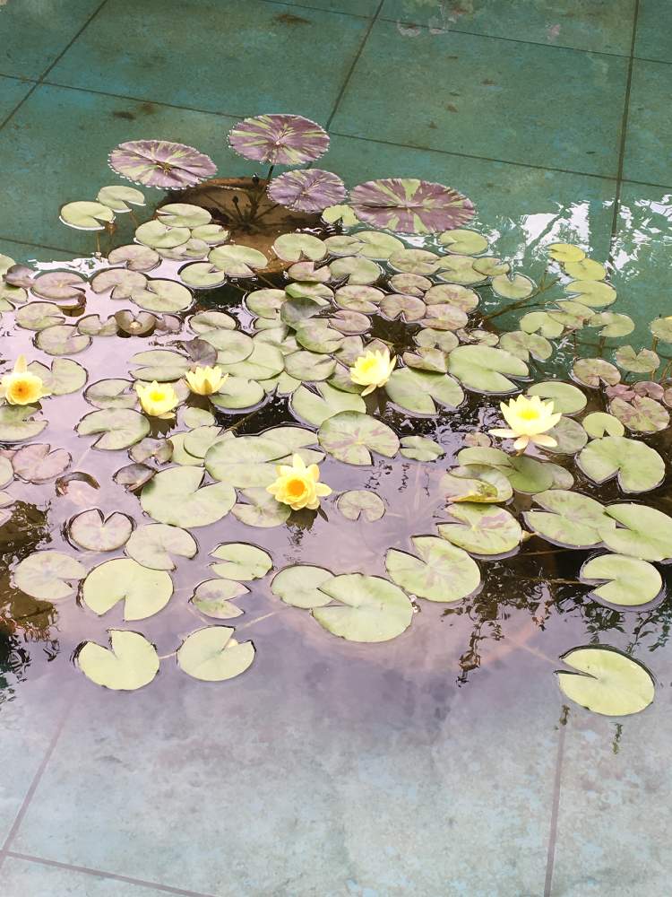 お出かけ先の画像 by はなさちさん | お出かけ先と睡蓮の花と大塚国際美術館と黄色い花とモネとお花とお花好きとお出かけ先にて