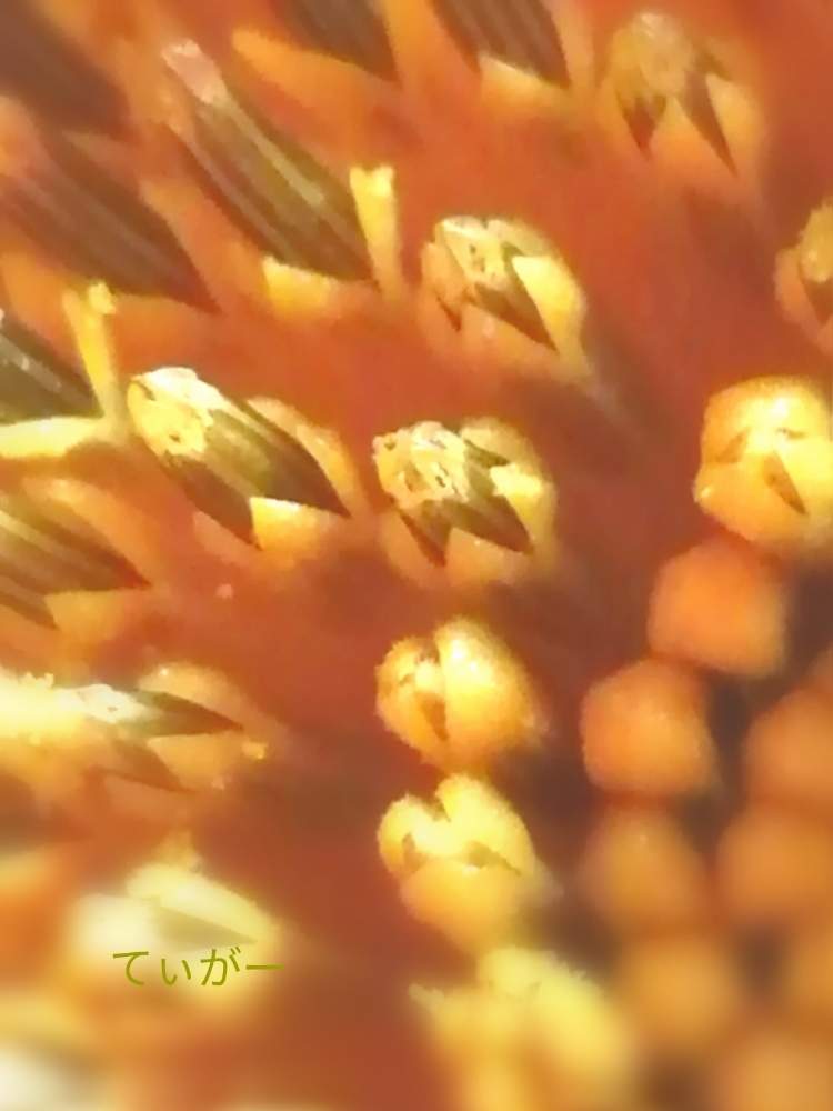 キッチンの画像 by ティガーさん | キッチンとヒマワリと向日葵と花のある暮らしと植物好きと接写が好きと蕊が面白いの