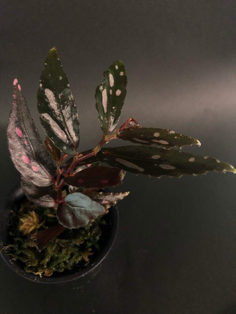 窓辺の画像 by hittyyさん | 窓辺とベゴニアの仲間とベゴニア属とBegonia sp. julauと美しい葉とジュラウと緑のある暮らしと静かな夜✨と綺麗な色♡と葉の美しい植物と美しい緑とピンクピンクと緑大好き❤