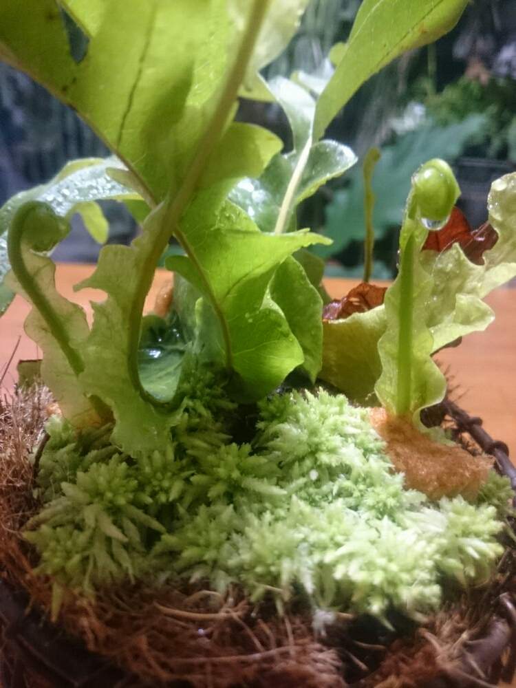 部屋の画像 by yk桜さん | 部屋とアグラオモルファとYouは植と植物のある暮らしとボタニカルライフとplantfreakと植物大好きと普及シダを愛でる会と植中毒と着生シダとシダはいいぞとシダ植物と緑と暮らす
