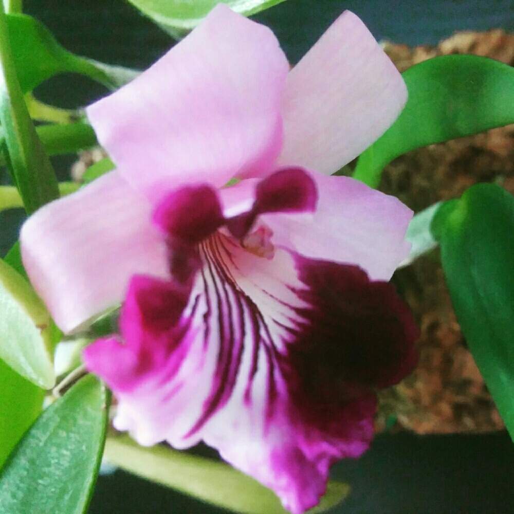 インテリアの画像 by tabbynさん | インテリアとみどりのある暮らしと開花中とラン類と植物のある暮らしとorchidとレリア属とカトレア原種と花のある暮らし