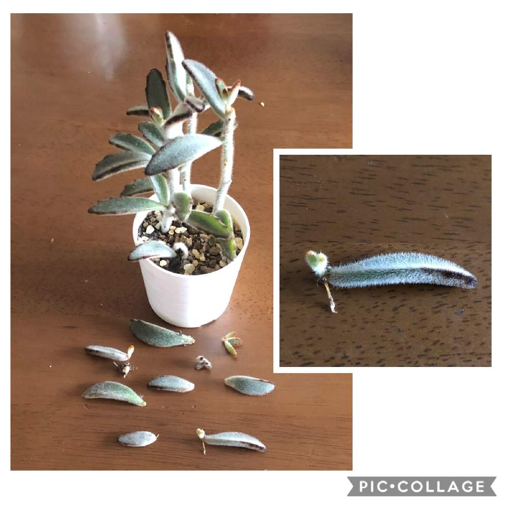 バルコニー/ベランダの画像 by ひろりんさん | バルコニー/ベランダと多肉植物と葉挿し赤ちゃん