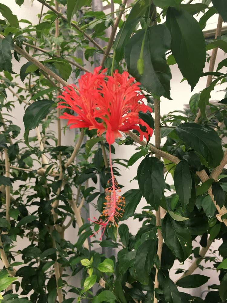 の画像 by ブルーさん | 多肉植物とサボテン科と観葉植物と庭の花と植物園