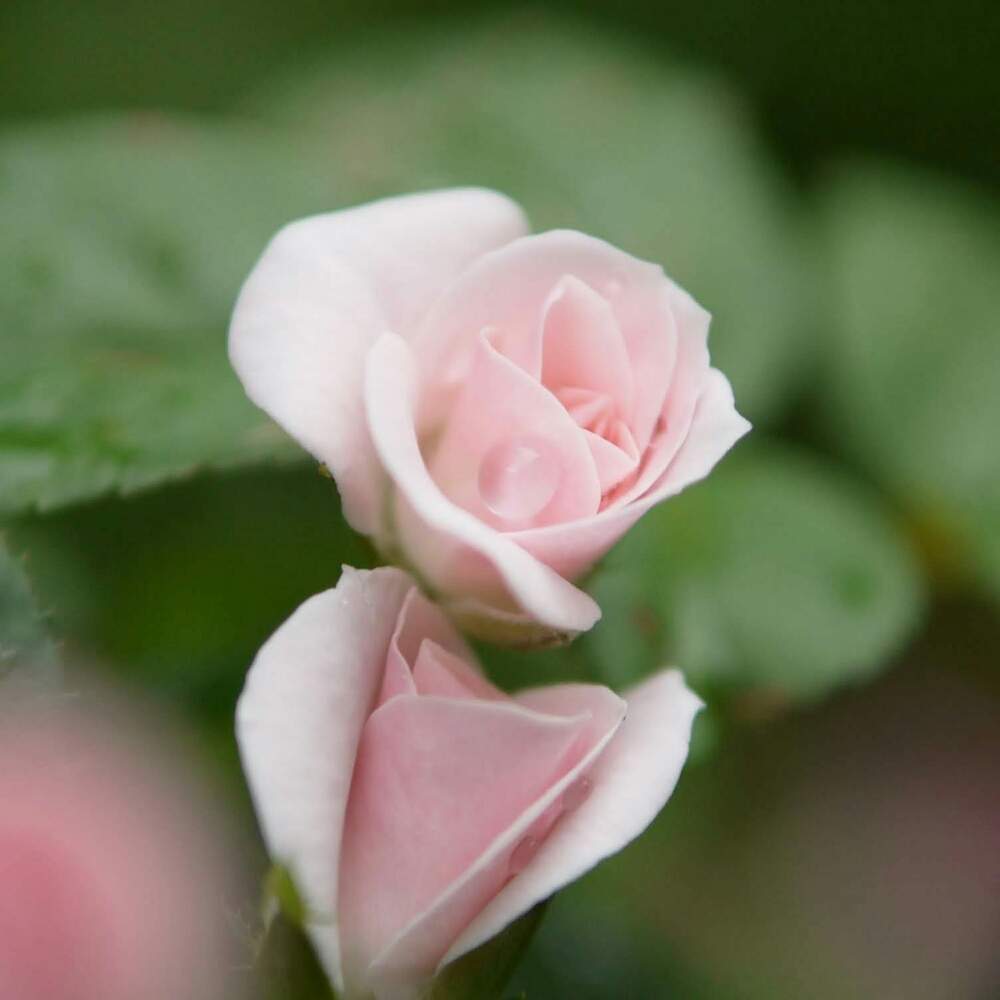 小さな庭の画像 by 由美子さん | 小さな庭とバラセレッソとばら バラ 薔薇とゆみさんちの庭あそびとあめあがりとミラーレス一眼と月曜日にはバラをと花のある暮らし