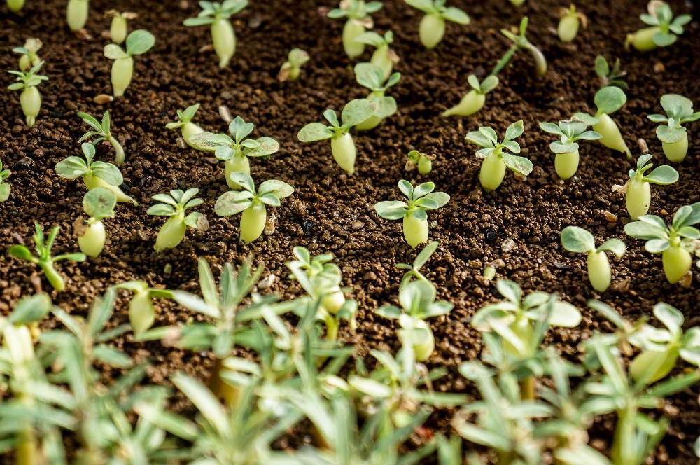 バルコニー/ベランダの画像 by kemuriradioさん | バルコニー/ベランダとPachypodium rosulatum var. graciliusとPachypodium namaquanum