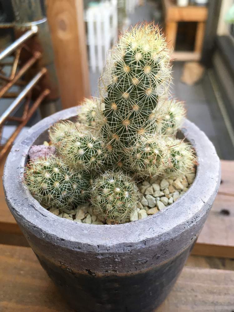 バルコニー/ベランダの画像 by サボサボさん | バルコニー/ベランダと金手毬と多肉植物と多肉男子とサボテン科とサボテン☆とマミラニア 金手毬とGS日和とマミラリア属
