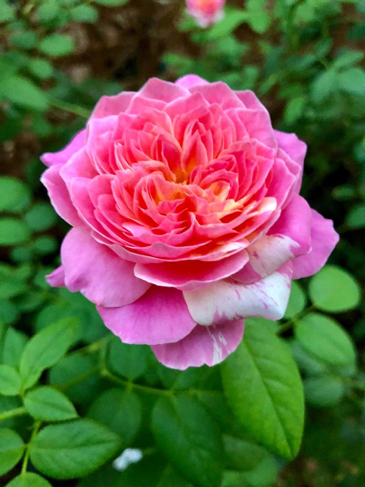 バルコニー/ベランダの画像 by トニーニョさん | バルコニー/ベランダとバラ クロードモネとばら バラ 薔薇と薔薇愛同盟と薔薇に魅せられてと花のある暮らしと薔薇♪とばら 薔薇 バラとバラ・ミニバラとロザリアンとバルコニスト