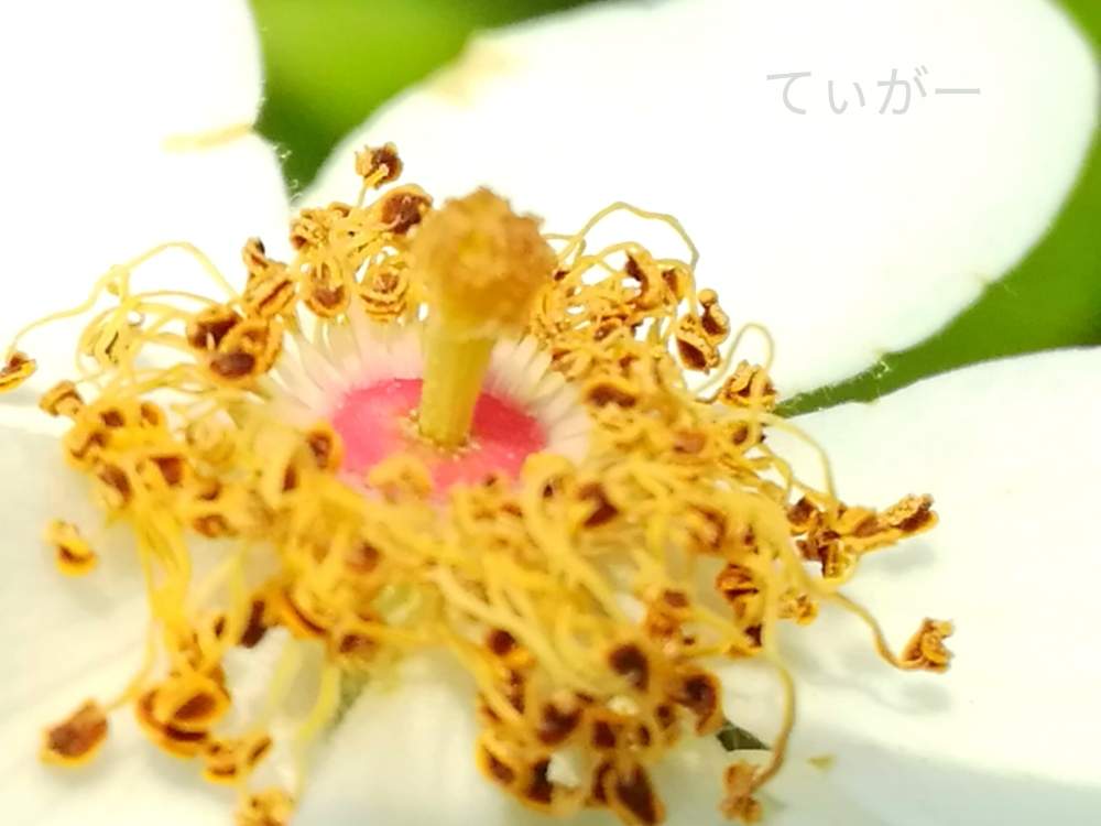 お出かけ先の画像 by ティガーさん | お出かけ先とノバラと野薔薇ともじゃもじゃと春フォトよりと変わった形が好きと接写が好きと植物好きと花のある暮らしと蕊が面白いの