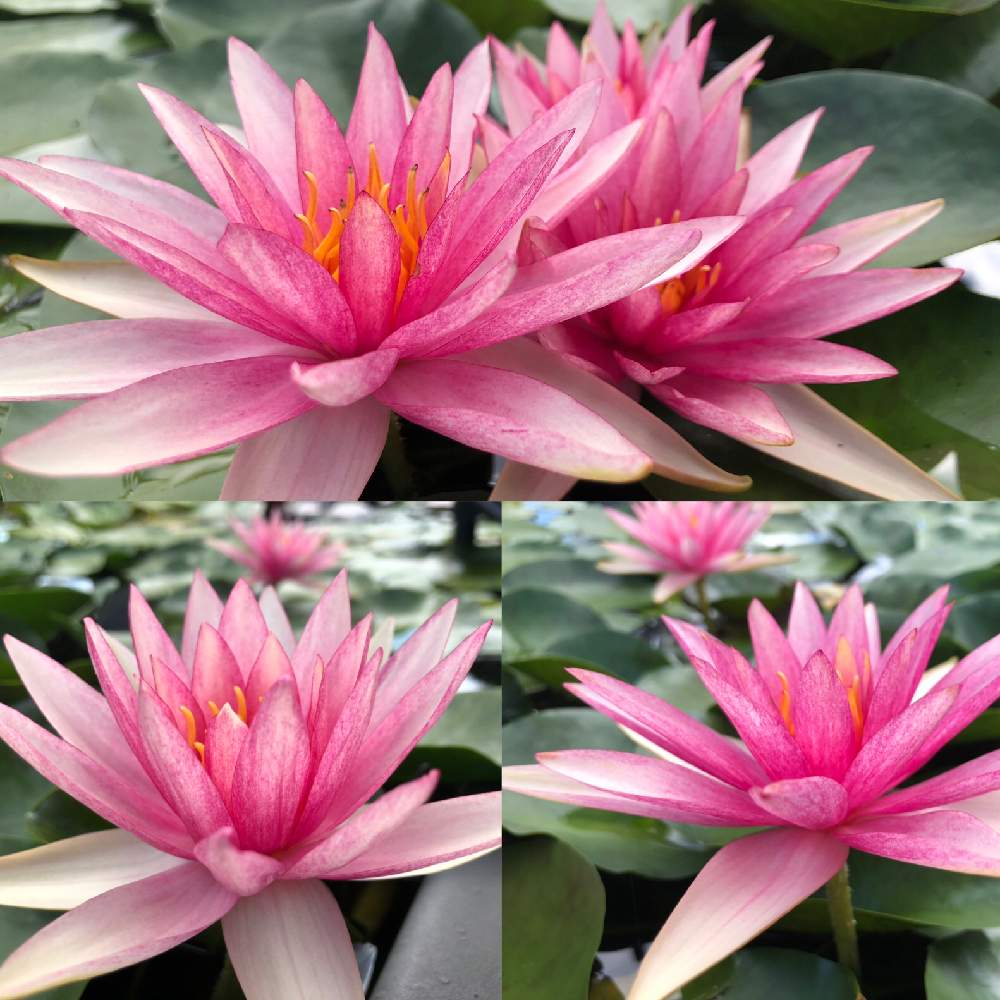お出かけ先の画像 by かずやんさん | お出かけ先と湿帯スイレンと草津市立水生植物公園みずの森
