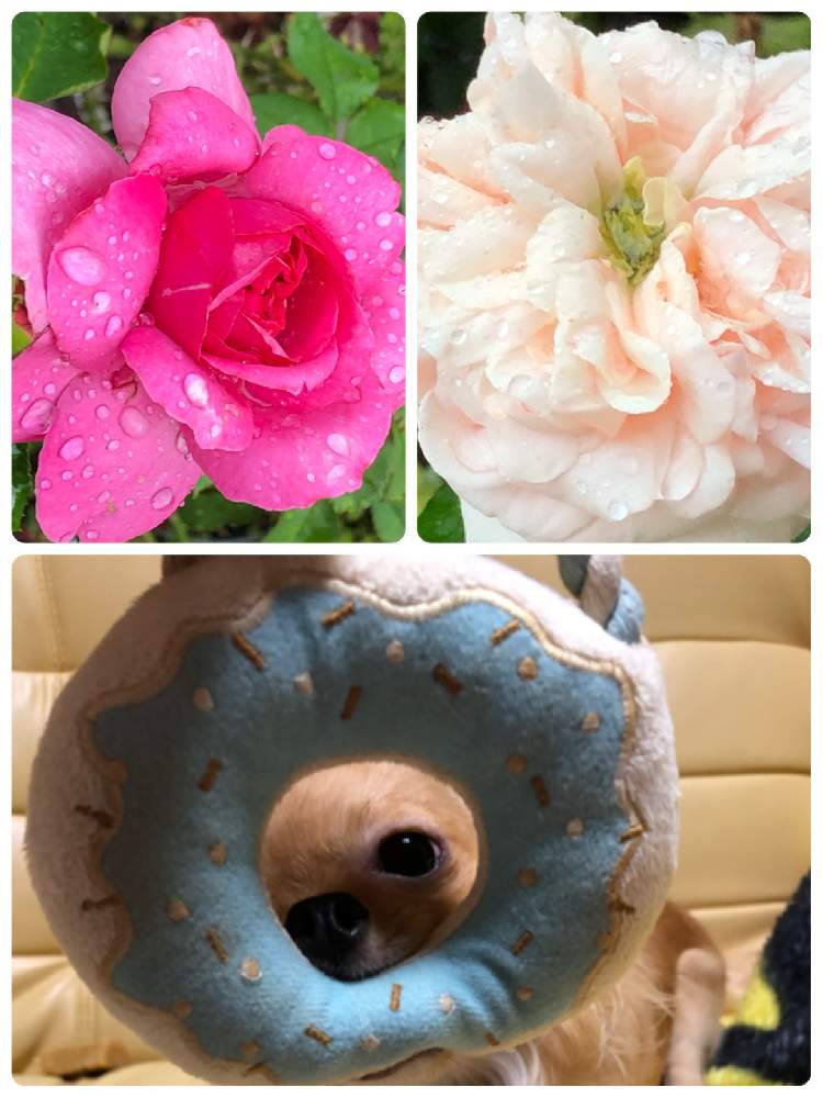 小さな庭の画像 by メグさん | 小さな庭と元気いっぱいとおつかれさまとばら バラ 薔薇と薔薇愛同盟といつもありがとう♡と癒しと私のこだわりバラとGS日和とカープ❤️と頑張ってとバラ アフロディーテと森のがっこうと小さな幸せ♡と可愛いと花のある暮らしとお花のある生活と薔薇♪とイブピアッチェ❤
