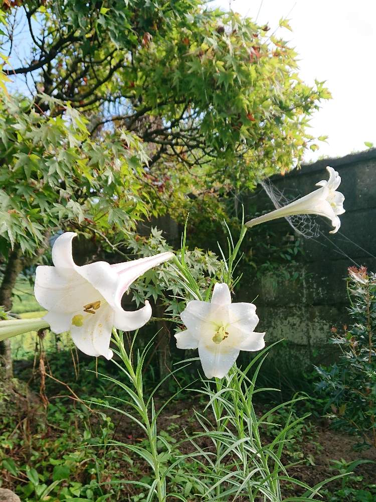 小さな庭の画像 by こてきちさん | 小さな庭とユリと生命力とキュンキュン乙女倶楽部とmy liter gardenと緑の葉っぱとGS日和とパワフルと可愛い〜♡と元気と会員番号No.236と花のある暮らしと白い花