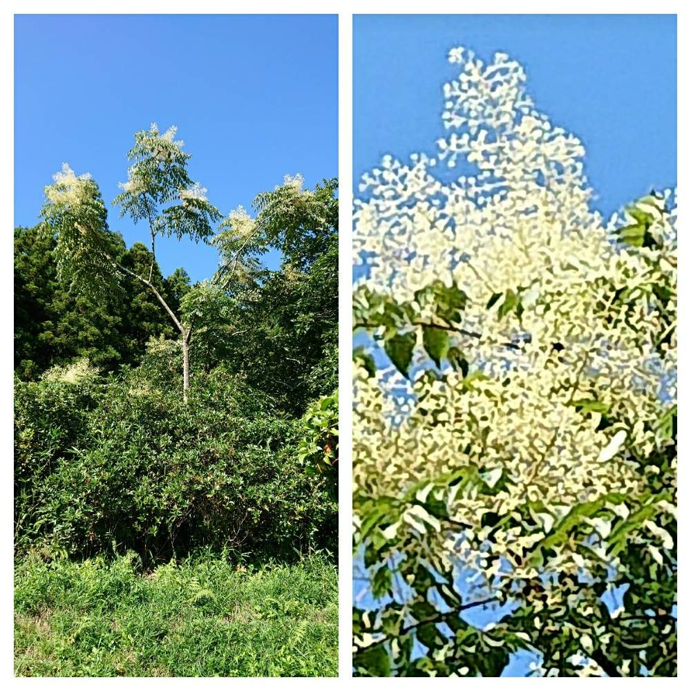 の画像 by こてきちさん | タラの木とタラの花と生命力とキュンキュン乙女倶楽部とmy liter gardenと緑の葉っぱと満開とGS日和とパワフルと元気と会員番号No.236と花のある暮らしと白い花
