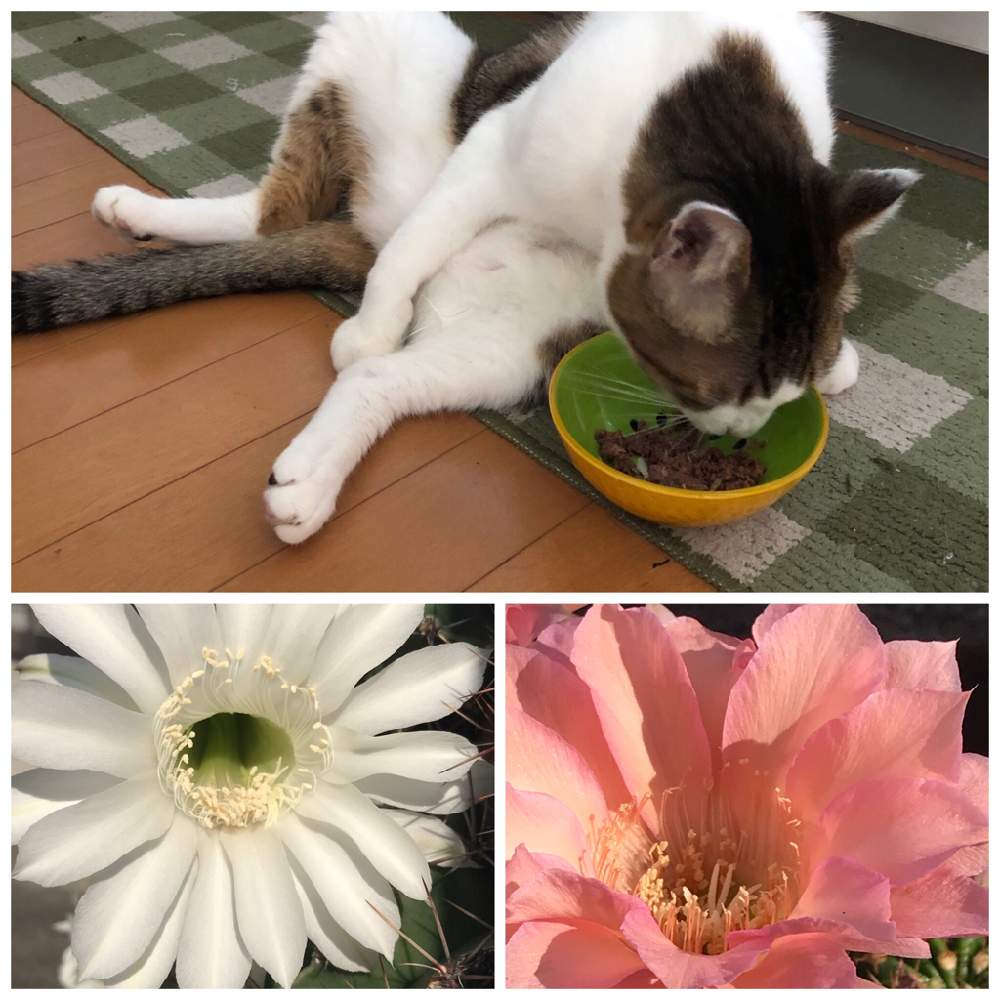 お出かけ先の画像 by ハリネズミさん | お出かけ先とネコ好きと花のある暮らしとサボテンの花とおっさんとインパクト大