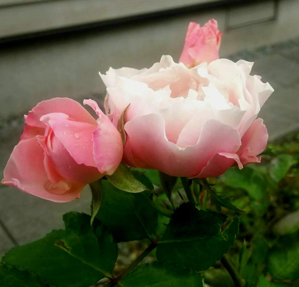 広い庭の画像 by キーコさん | 広い庭とバラ ダフネとHTCと薔薇愛同盟と思いやりと花のある暮らしとKeeko's gardenと猫のいる暮らしとキュンキュン乙女倶楽部No.54