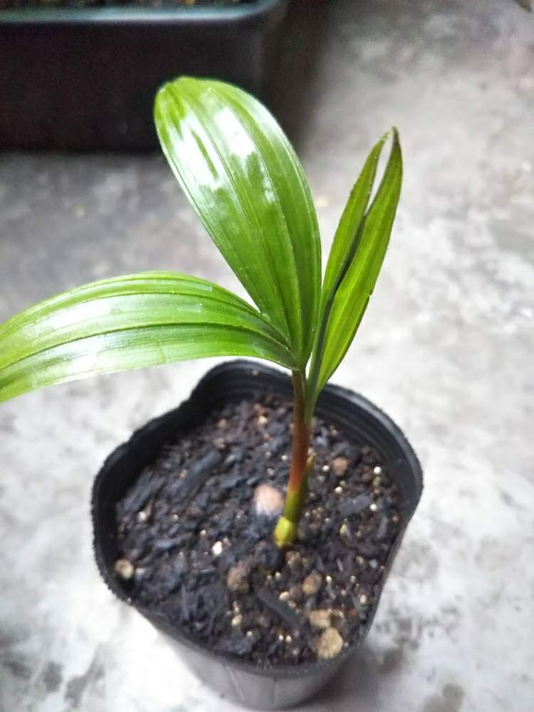 バルコニー/ベランダの画像 by Dioptaseさん | バルコニー/ベランダとDypsis baroniiと ヤシの木と観葉植物と鉢植えとヤシとディプシス属と耐寒ヤシ