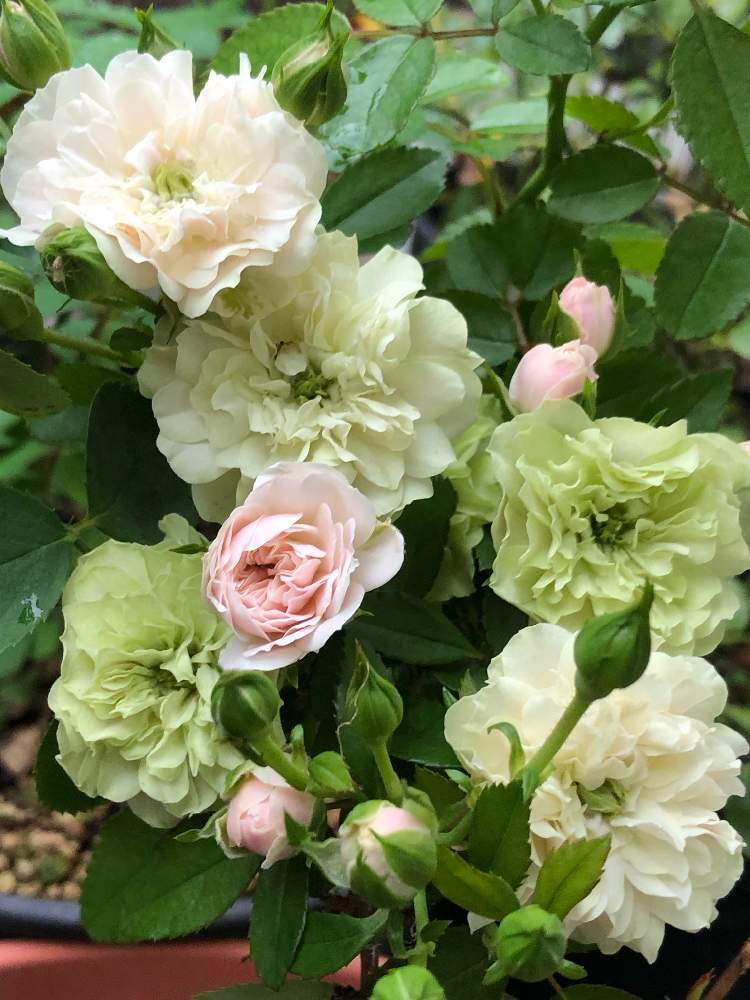 小さな庭の画像 by メグさん | 小さな庭と元気いっぱいとおつかれさまとばら バラ 薔薇と薔薇愛同盟といつもありがとう♡と癒しと私のこだわりバラとGS日和と頑張ってと森のがっこうと小さな幸せ♡と可愛いとミニバラ グリーンアイスと花のある暮らしとお花のある生活と薔薇♪とバラ・ミニバラ