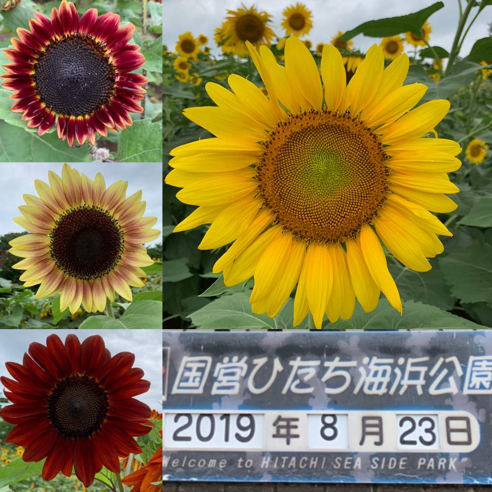 お出かけ先の画像 by つぐみさん | お出かけ先とヒマワリと公園とのんびり*¨*•.¸¸♪とボタニカルスポット2019夏と国営ひたち海浜公園