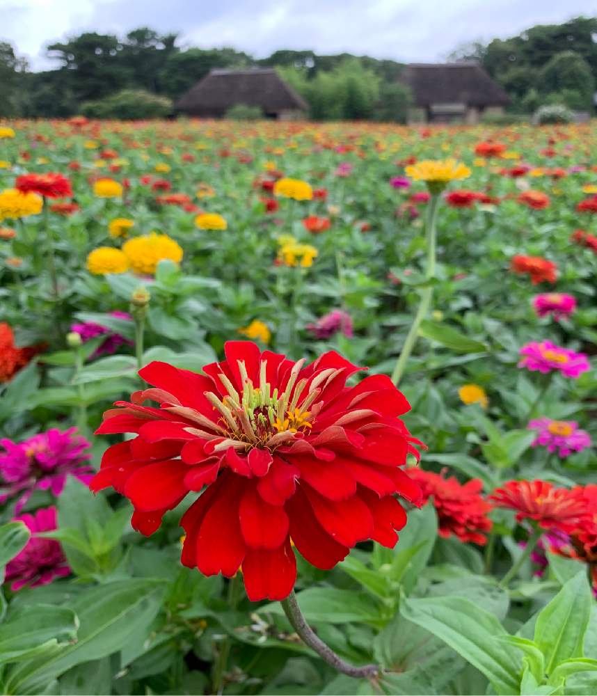 お出かけ先の画像 by つぐみさん | お出かけ先とジニアと公園とおさんぽと夏のお花とのんびり*¨*•.¸¸♪とお花畑 とボタニカルスポット2019夏と国営ひたち海浜公園