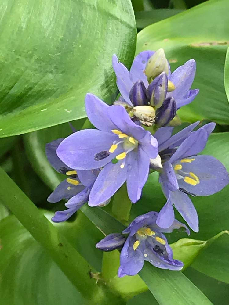 お出かけ先の画像 by k-kantaroさん | お出かけ先とミズアオイと公園と水生植物とお散歩と花のある暮らしと山野草