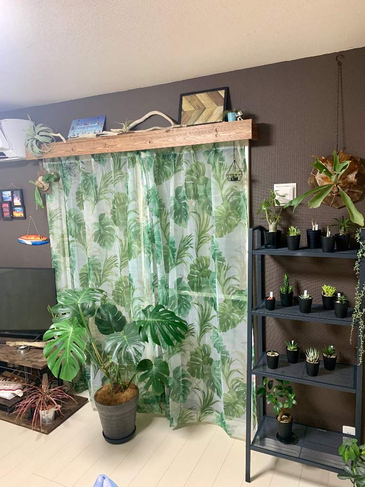 インテリアの画像 by きょうすけさん | インテリアと多肉植物とアデニウム属とパキポディウム属と コウモリラン とサボテン科と観葉植物とアガベ・ポタトラムと ガジュマルとギムノカリキウム 緋牡丹錦と実生と塊根植物とリビングとパキポディウム・ブレビカウレと珍奇植物と 恵比寿笑い とアデニウム・オスベムとモンステラ,とアデニウムアラビカムとアガベ属とインテリアグリーン