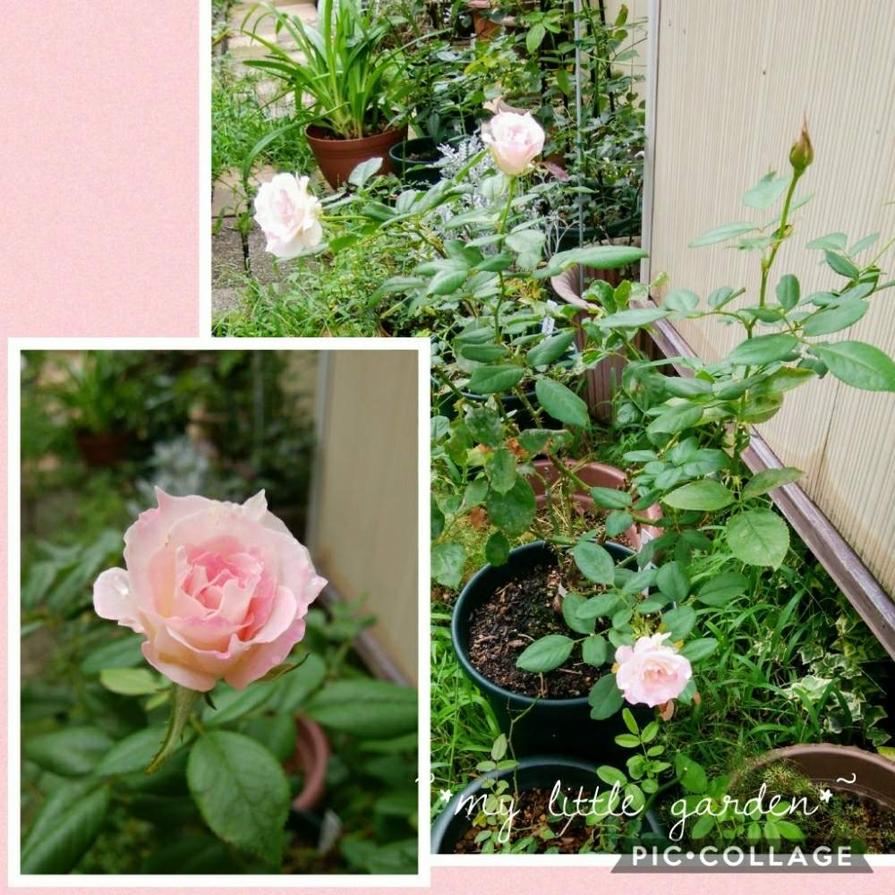 小さな庭の画像 by みけにゃんこさん | 小さな庭と山形とコラージュと薔薇♪とバラ・ミニバラとバラ マチルダ