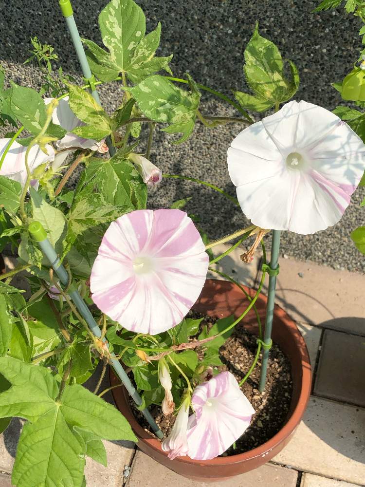 アプローチの画像 by キミさん | アプローチと朝顔と好きな花とキラキラ✨とやったね!とステキ☆とお気に入り♡と嬉しいとタネからと元気!ときれいときれいな色と良かった❕と花のある暮らしとかわいい❤とピンクかわいいとピンク❤︎ピンク