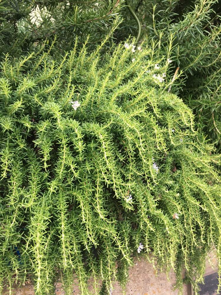 の画像 by herbさん | 植え込みのローズマリーとハーブ タイムとハーブの有る暮らしと薬効のあるハーブ