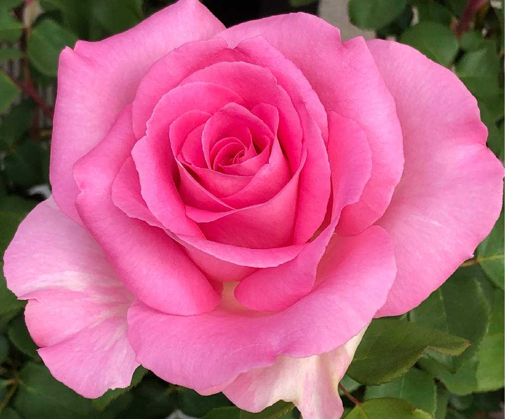 小さな庭の画像 by メグさん | 小さな庭と元気いっぱいとおつかれさまとばら バラ 薔薇と薔薇愛同盟といつもありがとう♡と癒しと私のこだわりバラとGS日和と頑張ってとビバリー薔薇と森のがっこうと小さな幸せ♡と可愛いと花のある暮らしとお花のある生活と薔薇♪とメグ❁⃘*.゚5/6